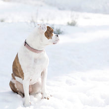 Load image into Gallery viewer, Vera Martingale Collar