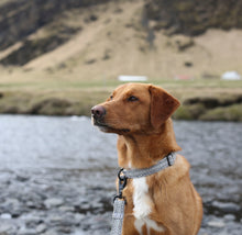 Load image into Gallery viewer, Vera Martingale Collar