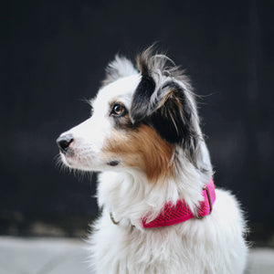 Rella Martingale Collar